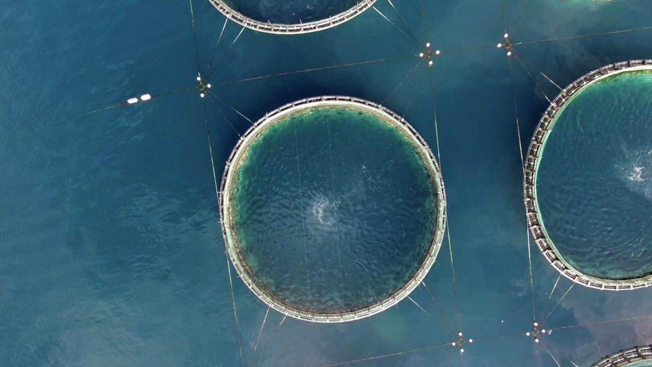 Fish farm in Japan