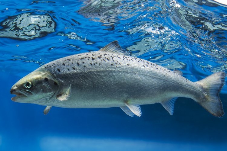 Salmon swimming